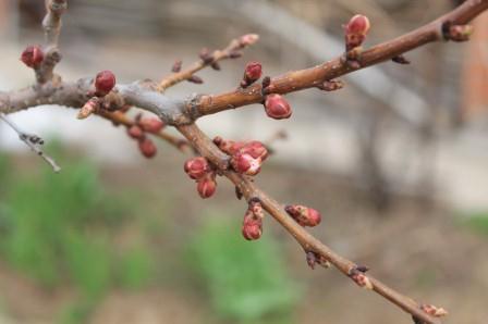 Как вырастить абрикос в умеренном климате