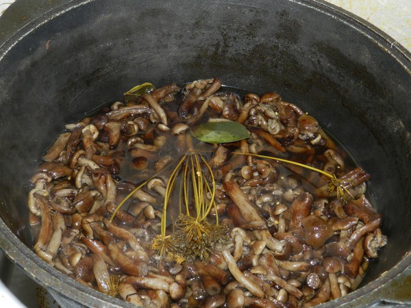 Вкусно готовим грибы: маринованные опята, пара рецепта