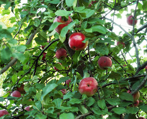 Популярные сорта яблонь для средней полосы России