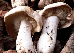Технология выращивания грибов на приусадебном участке