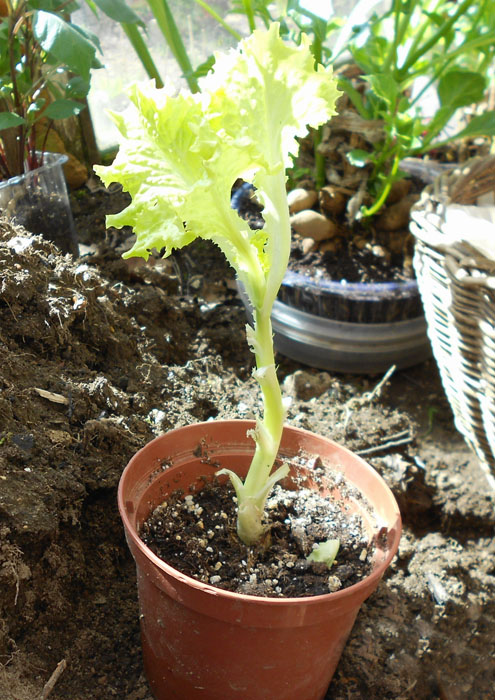 Выращивание салата на подоконнике и в открытом грунте