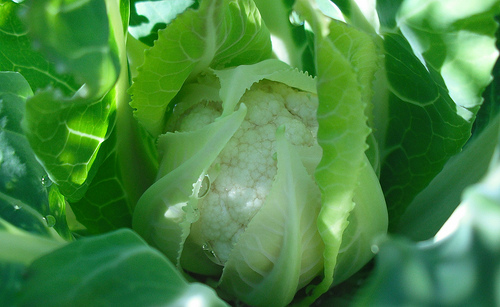 Выращивание хроматический капусты