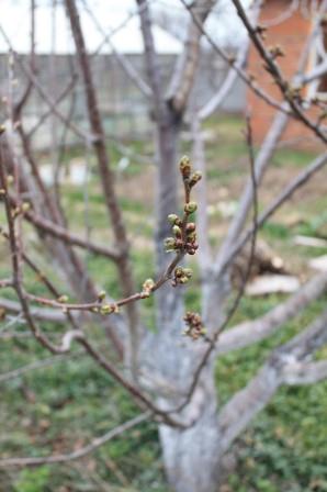 Как вырастить абрикос в умеренном климате