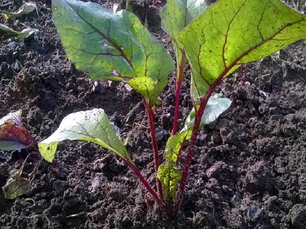 Что посадить в огороде в июле? Посадка овощных культур и зелени