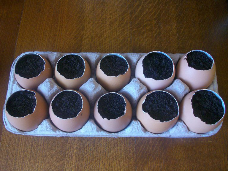 Выращивание рассады в яичной скорлупе