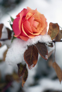 Как подготовить розы к зиме