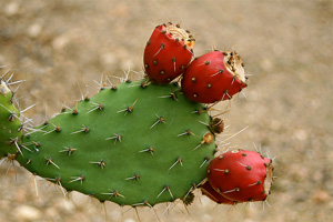Выращивание и размножение кактусов