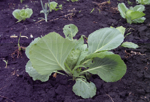 Выращивание хроматический капусты